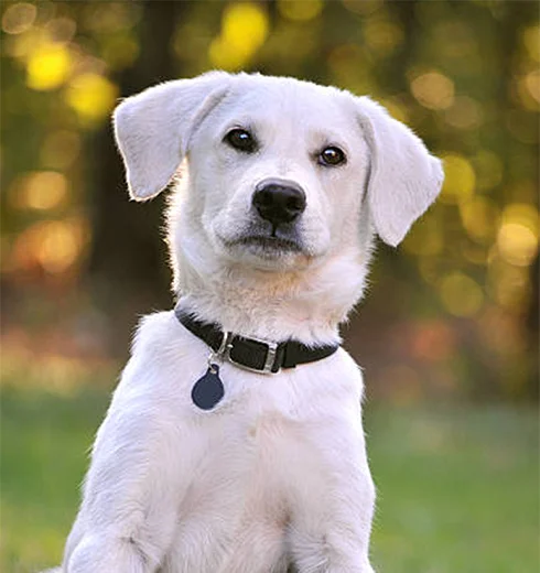 team-dog